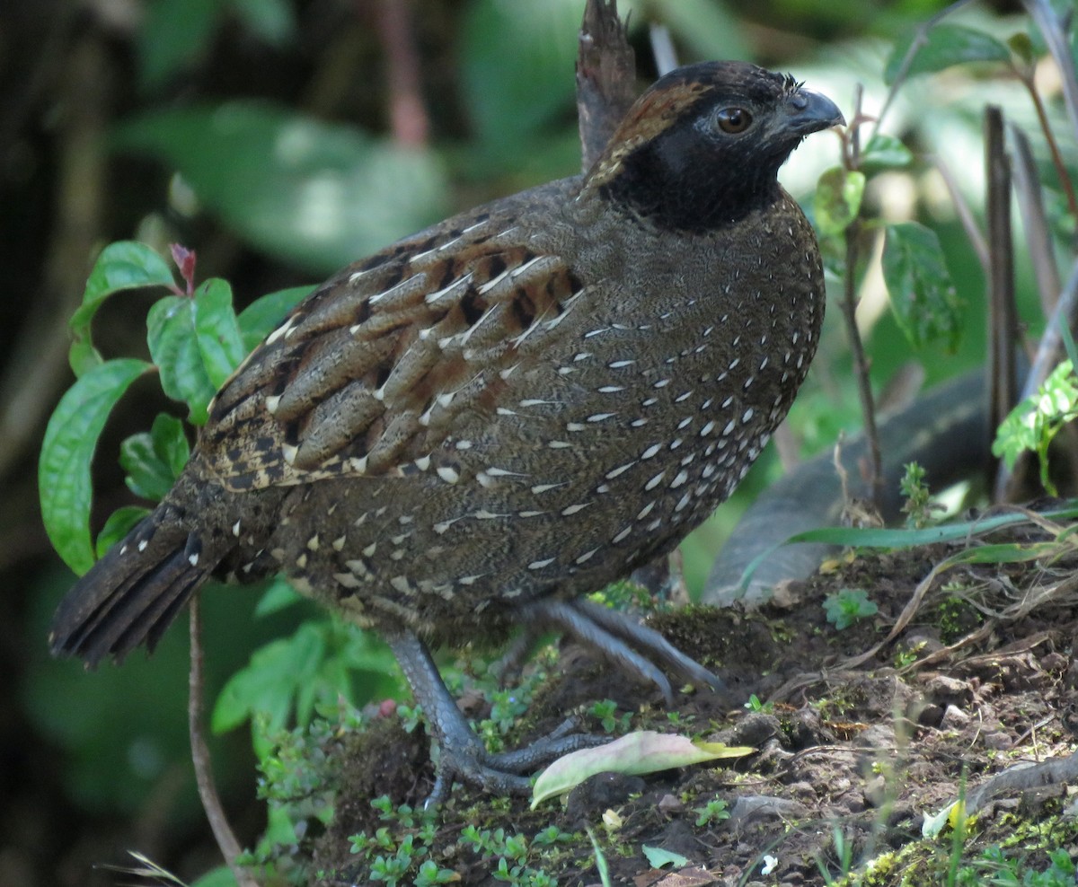 Black-fronted Wood-Quail - ML658145649