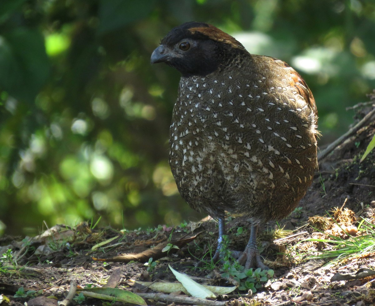 Black-fronted Wood-Quail - ML658145650