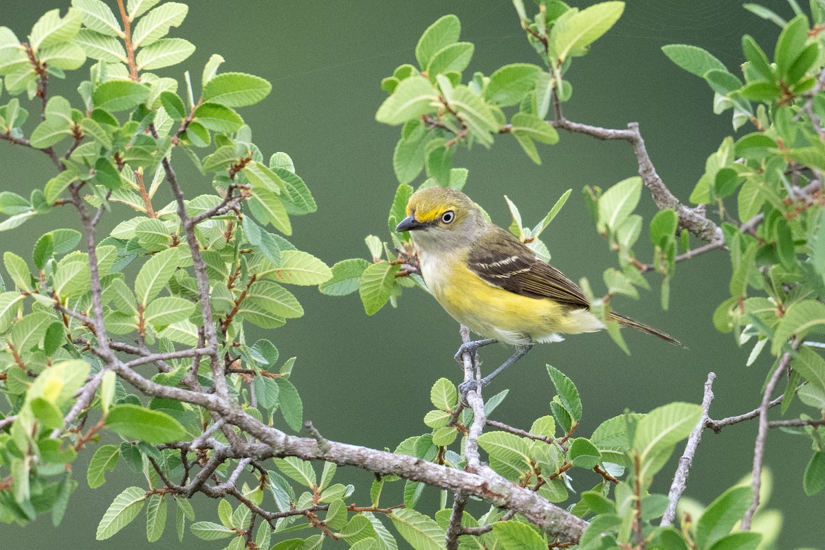 White-eyed Vireo - ML658145663