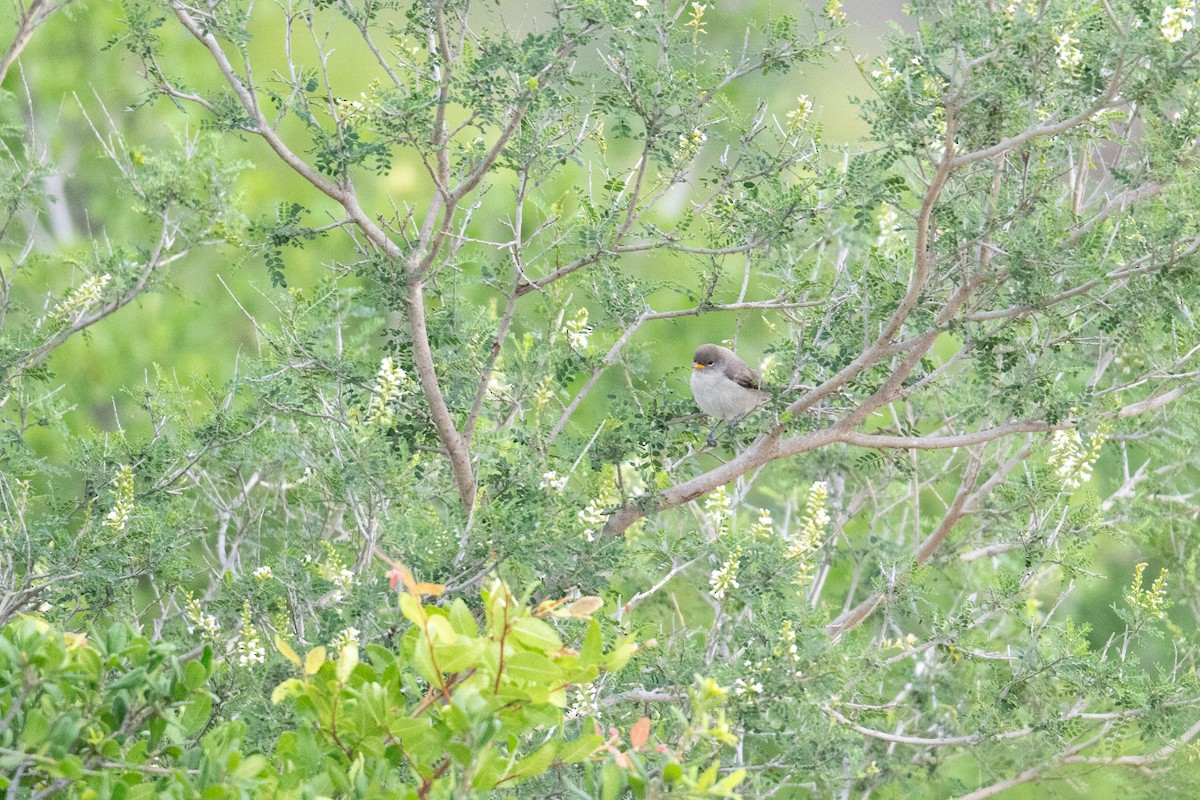 Verdin - ML658145690