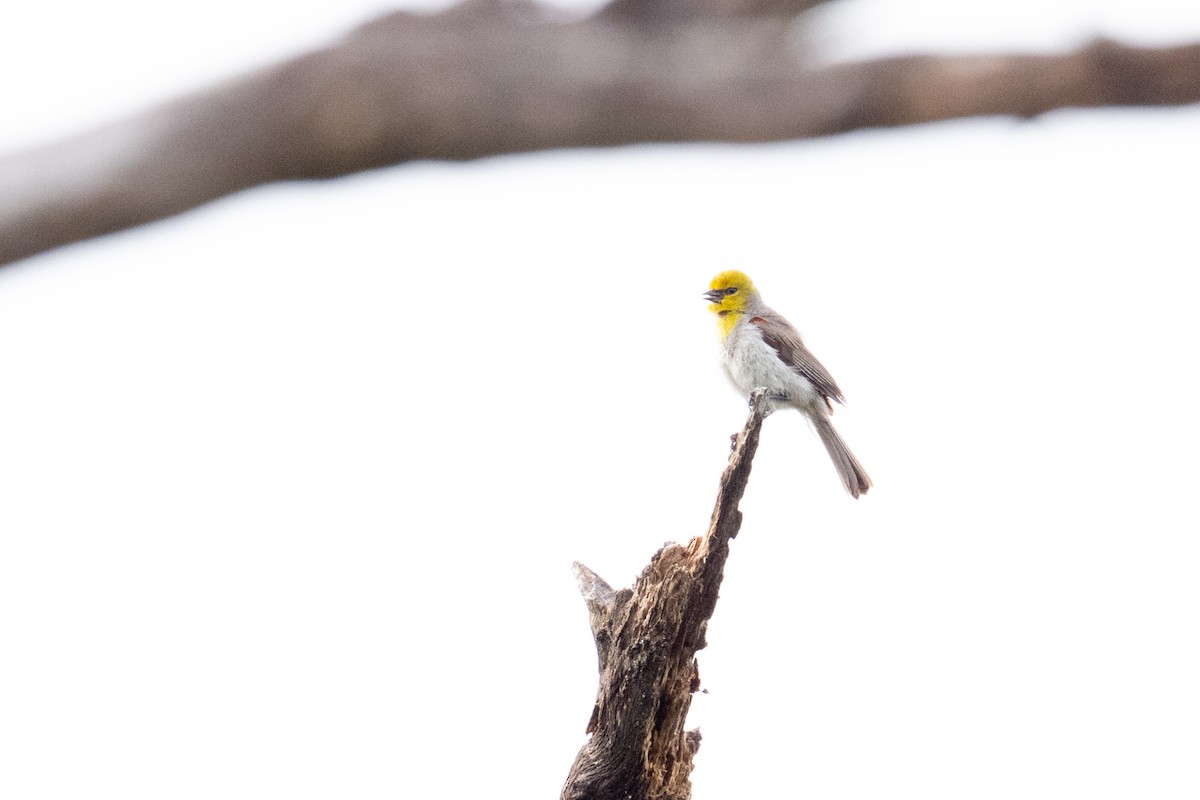 Verdin - ML658145696