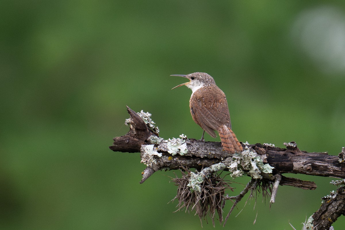 Canyon Wren - ML658145733