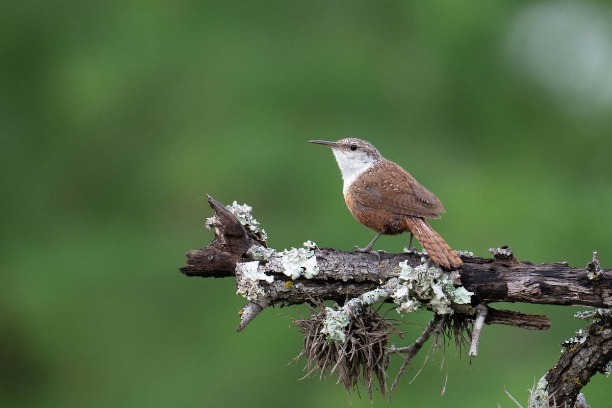 Canyon Wren - ML658145737