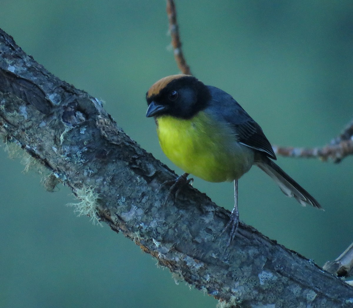Black-fronted Brushfinch - ML658145780