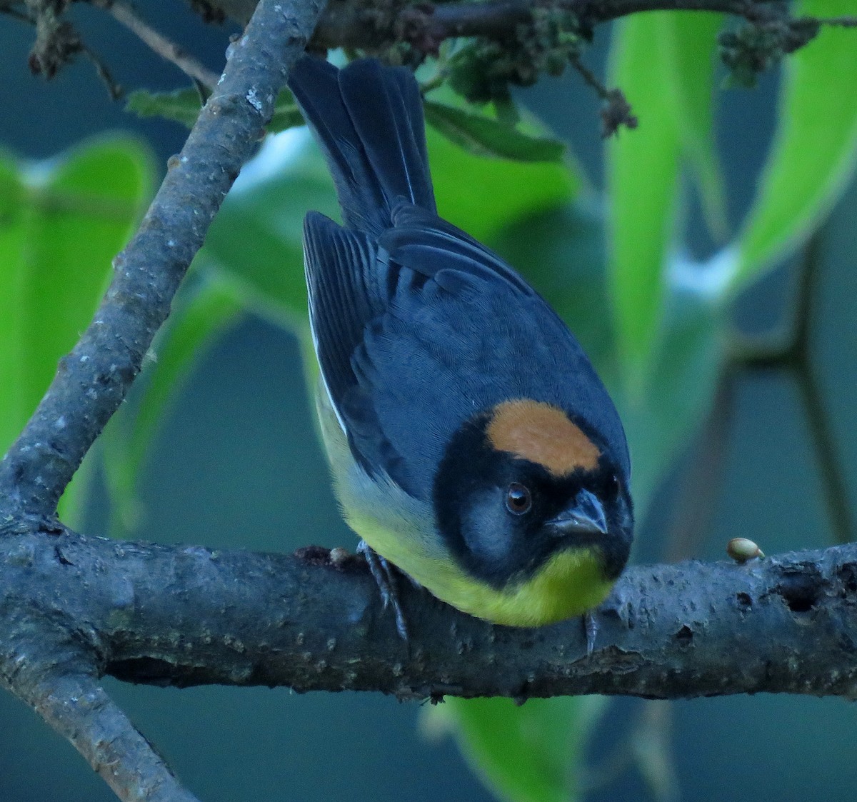 Black-fronted Brushfinch - ML658145781
