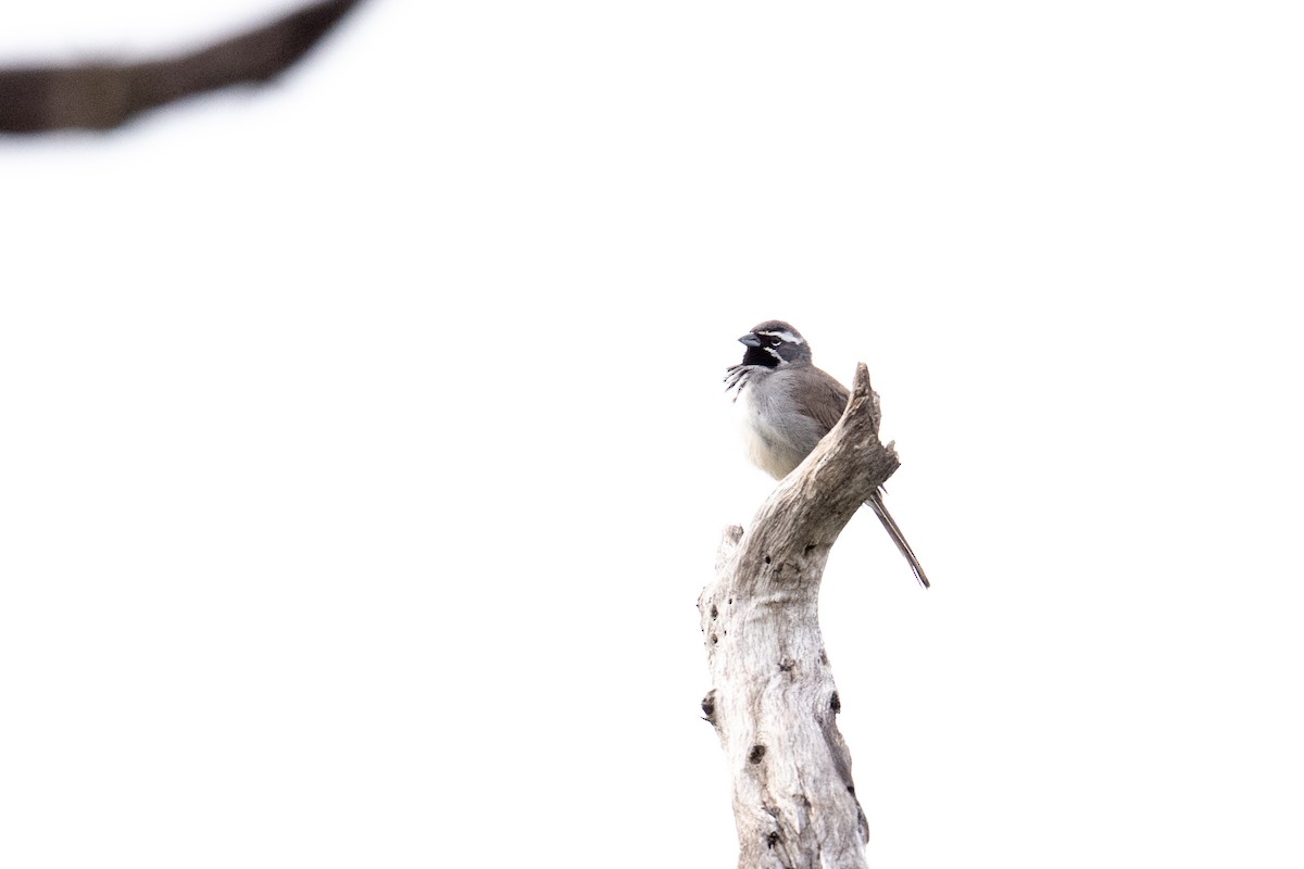 Black-throated Sparrow - ML658145782