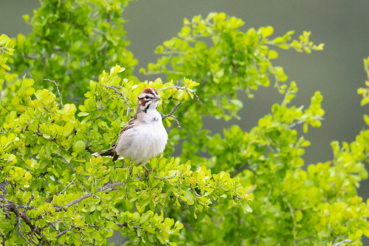 Lark Sparrow - ML658145797