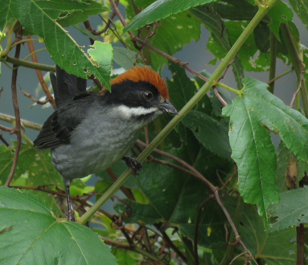 Northern Slaty Brushfinch - ML658145800