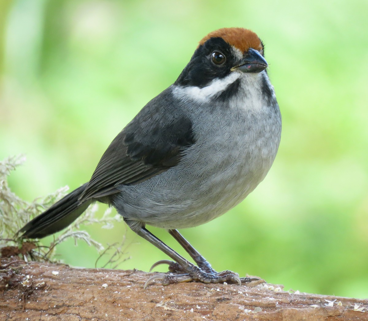 Northern Slaty Brushfinch - ML658145801