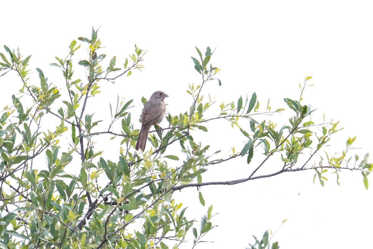 Canyon Towhee - ML658145803