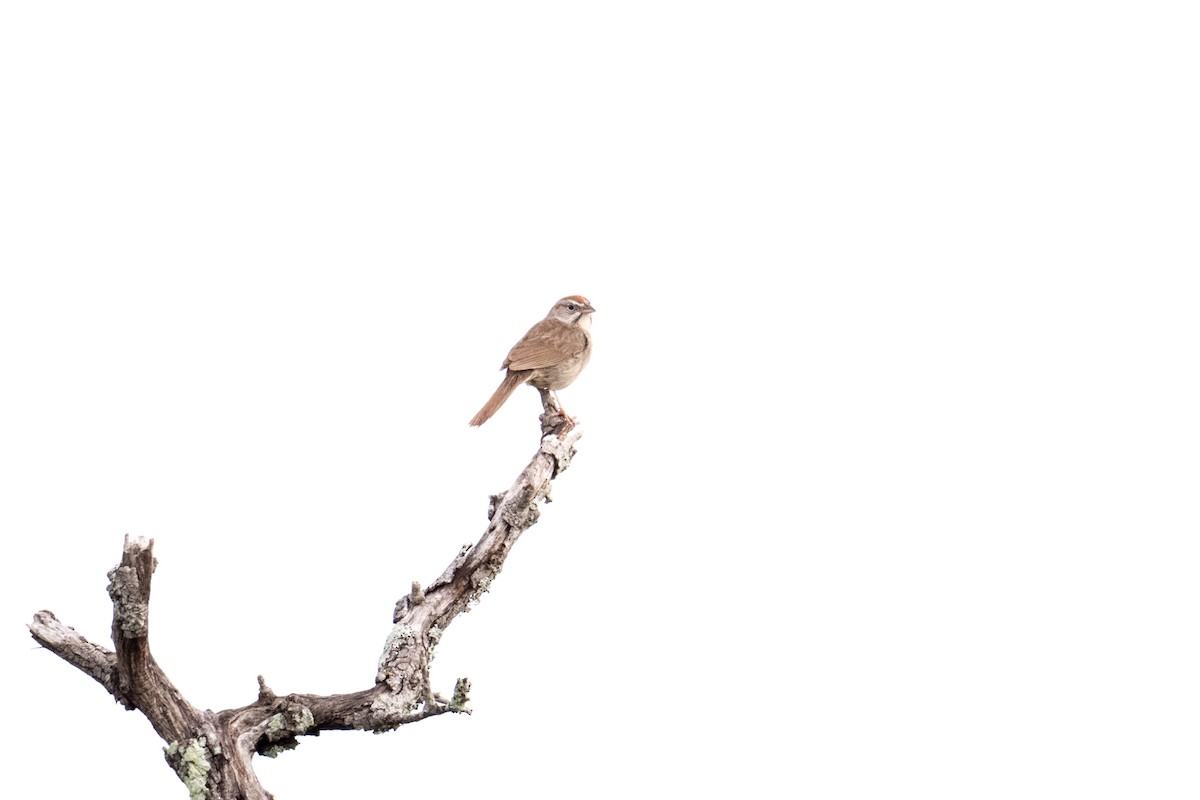 Rufous-crowned Sparrow - ML658145808