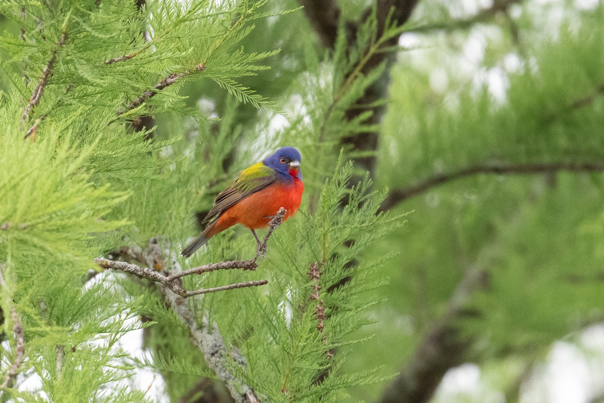 Painted Bunting - ML658145823