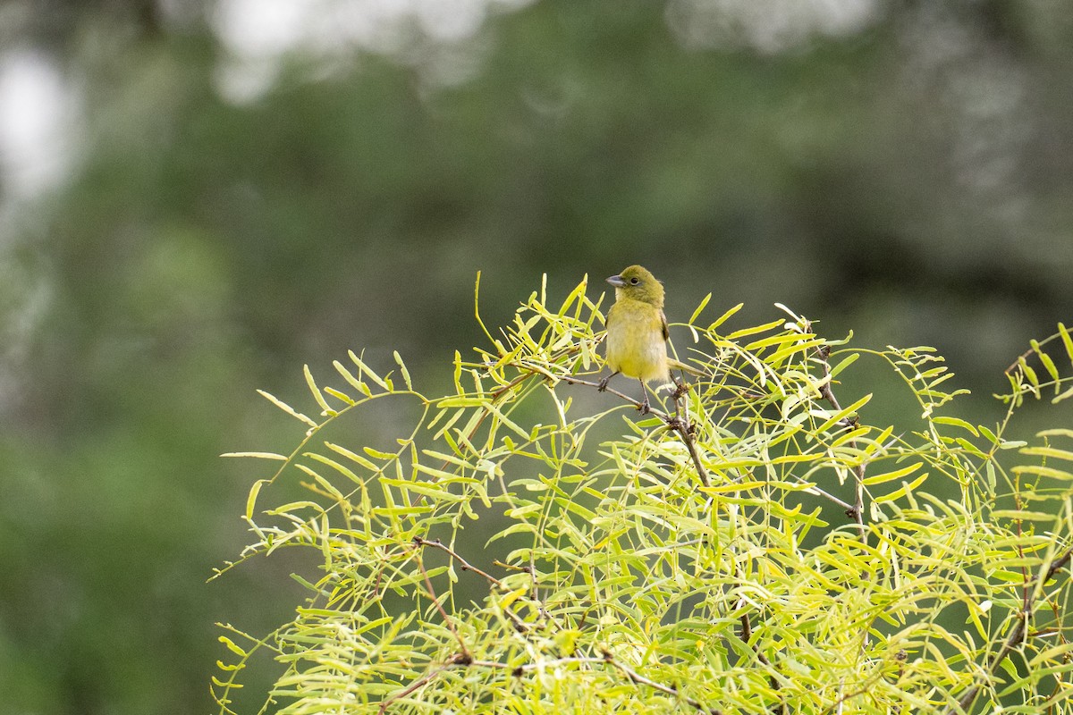Painted Bunting - ML658145839