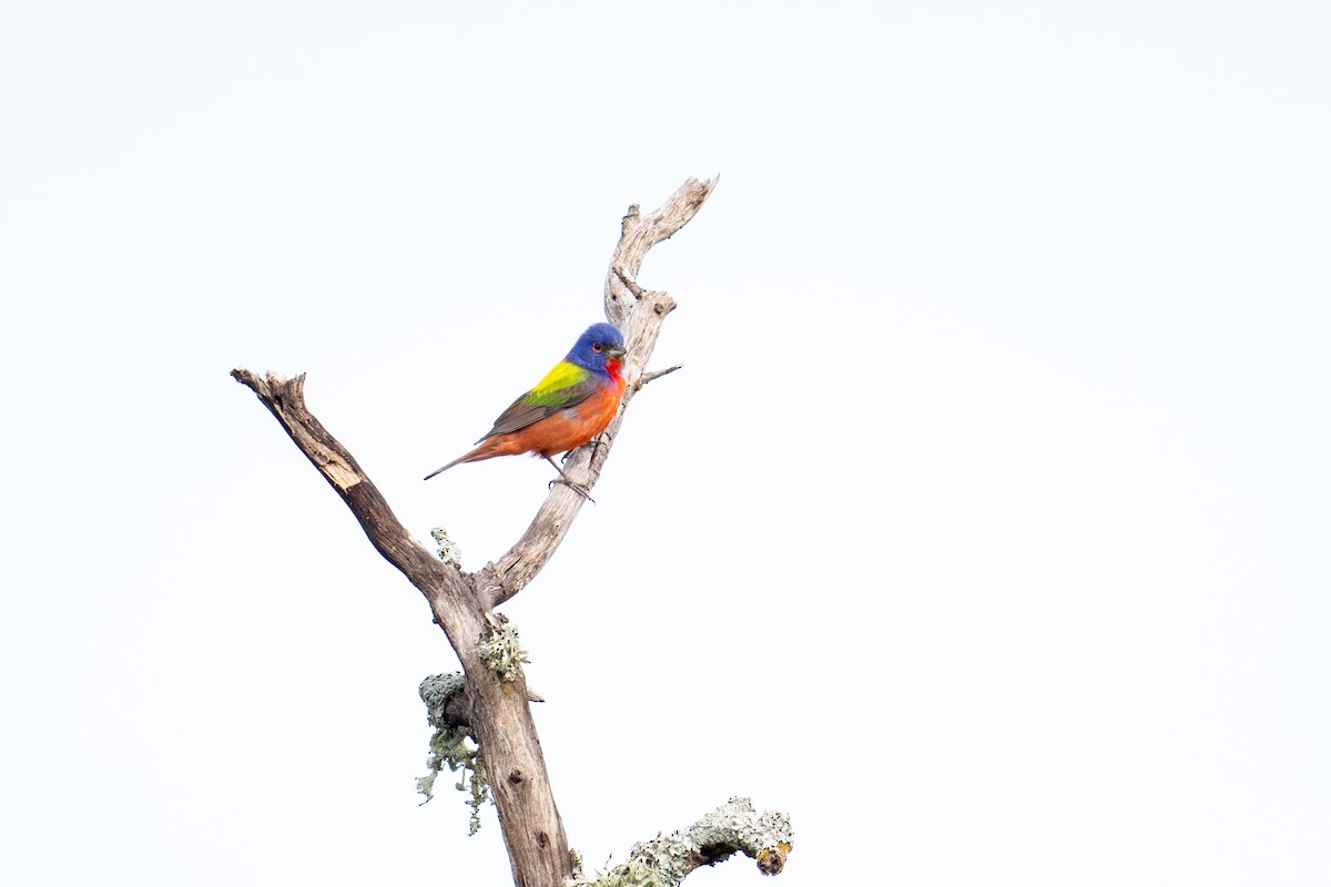 Painted Bunting - ML658145840