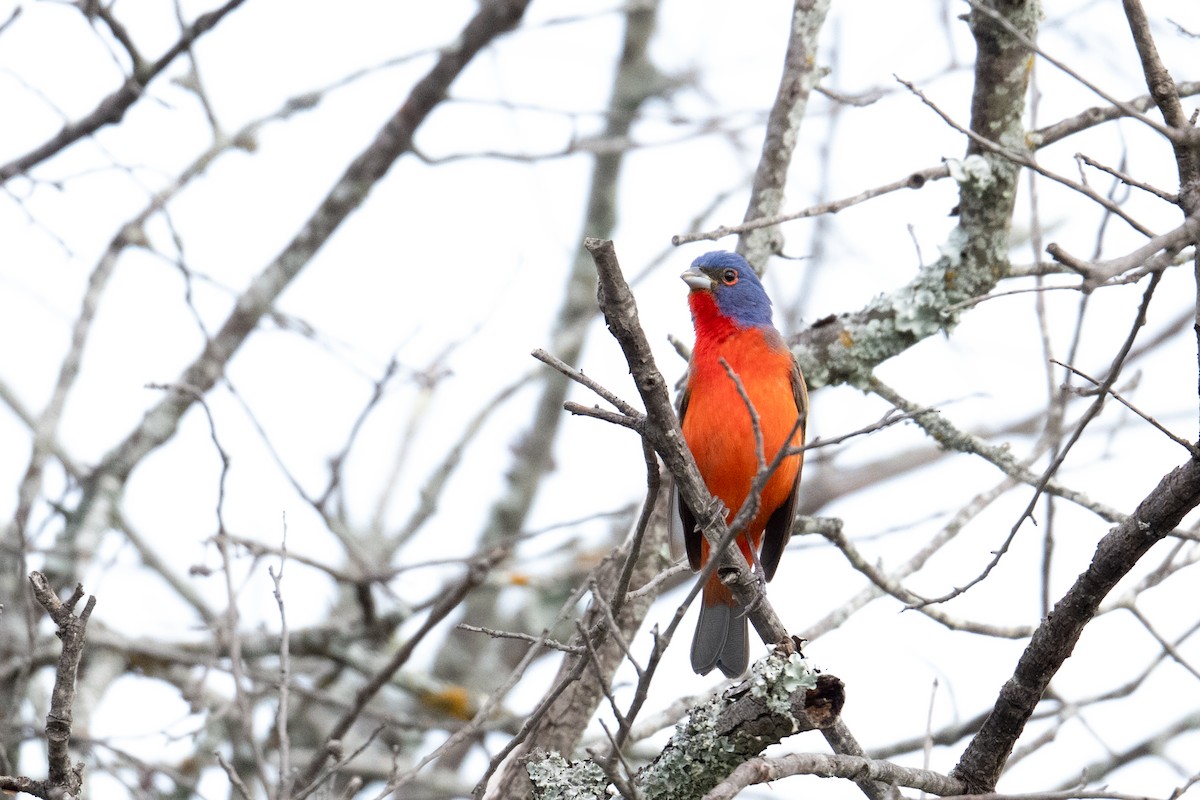 Painted Bunting - ML658145844
