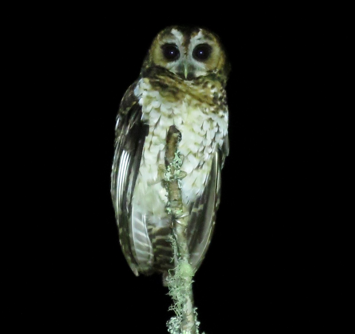 Rufous-banded Owl - ML658146191