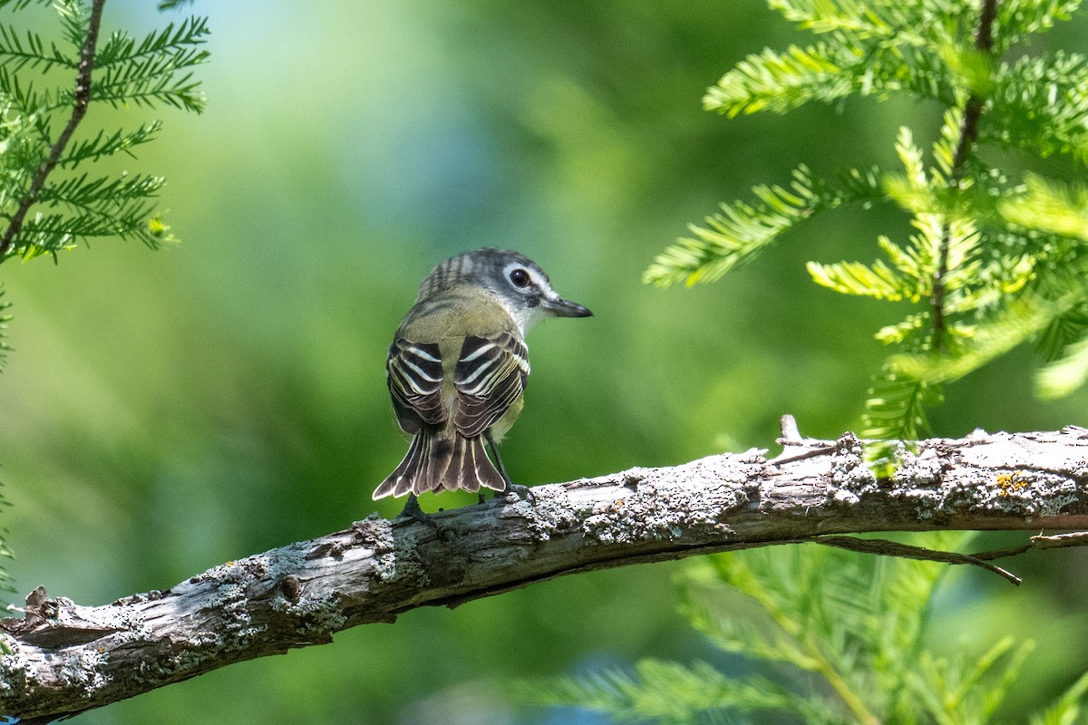 Blue-headed Vireo - ML658146476