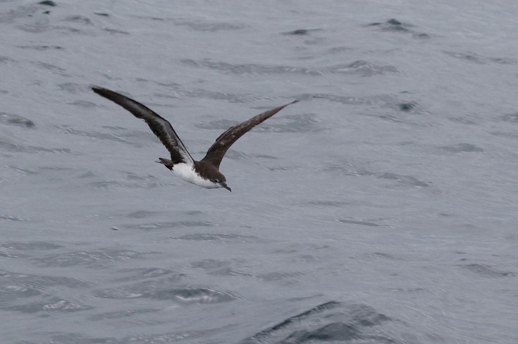 Galapagos Shearwater - William Hull