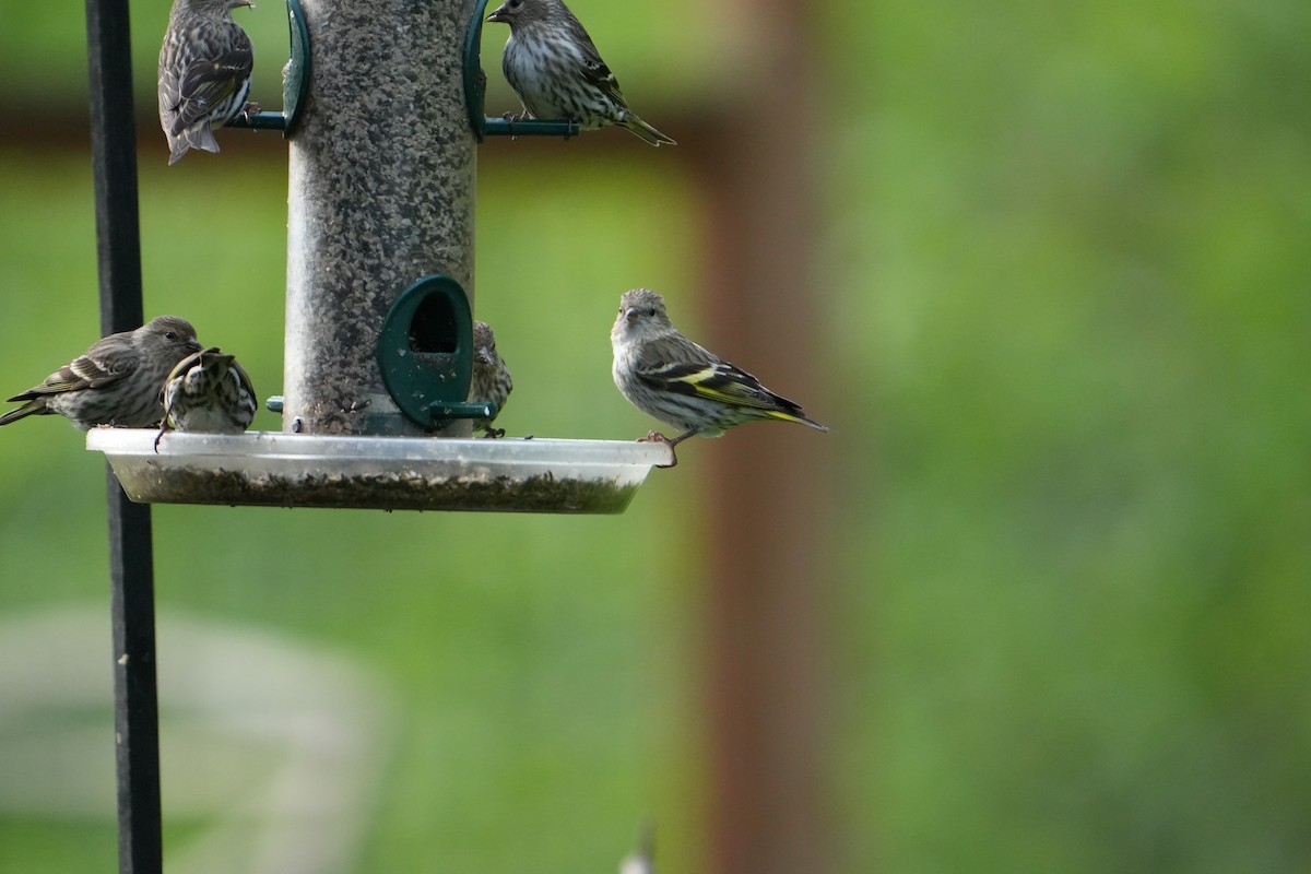 Pine Siskin (green morph) - ML658146853