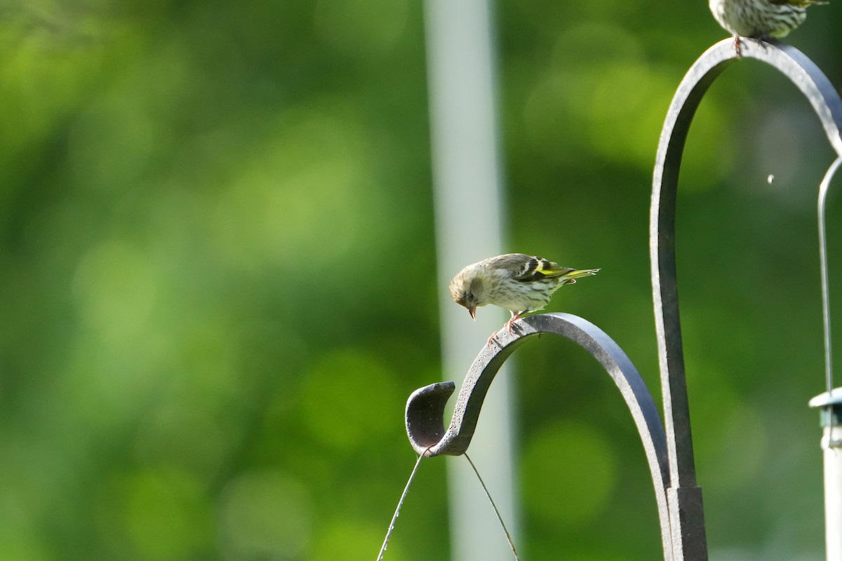 Pine Siskin (green morph) - ML658146854