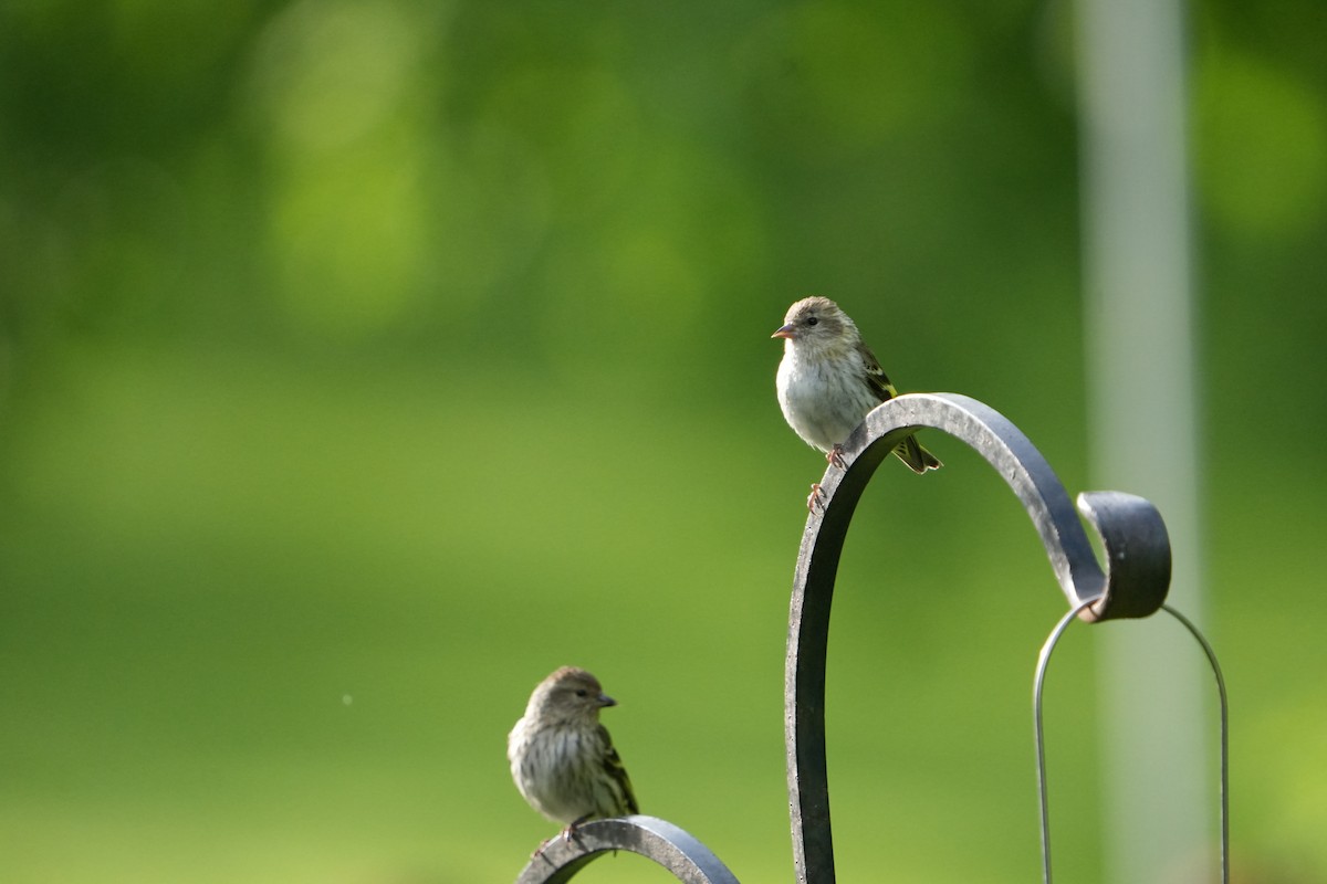 Pine Siskin (green morph) - ML658146855