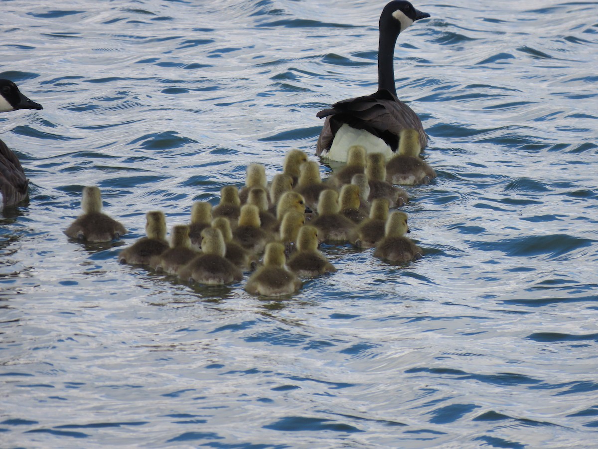 Canada Goose - ML658147115