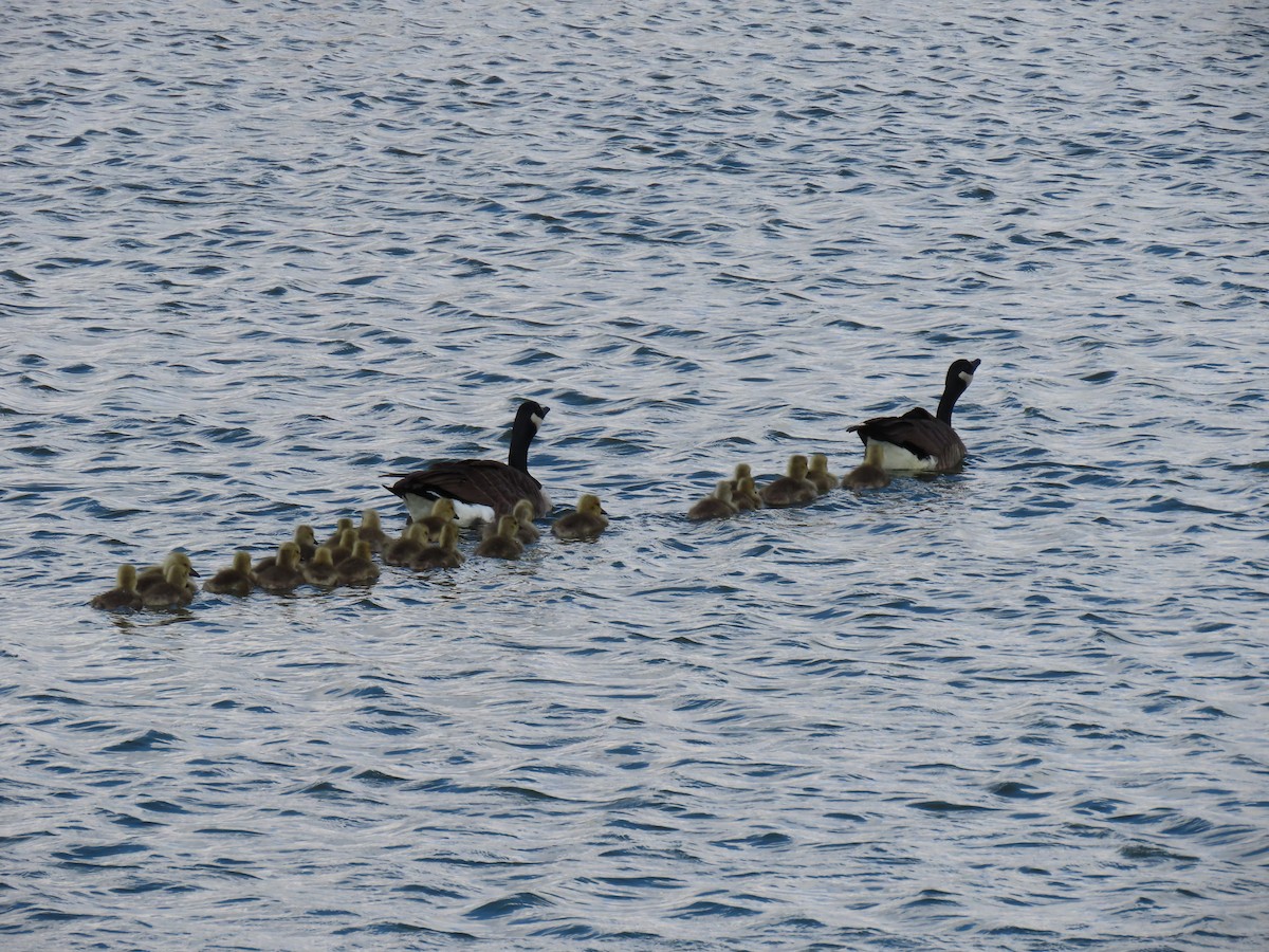 Canada Goose - ML658147116