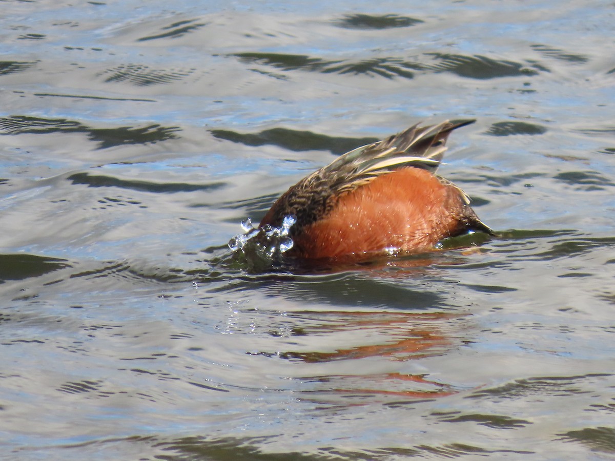 Cinnamon Teal - ML658147142
