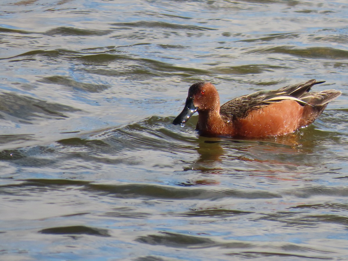 Cinnamon Teal - ML658147144