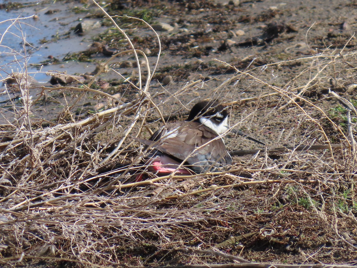 Black-necked Stilt - ML658147158