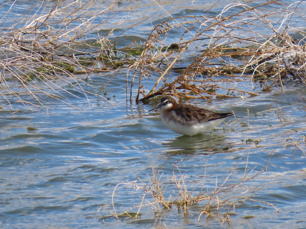 Wilson's Phalarope - ML658147165