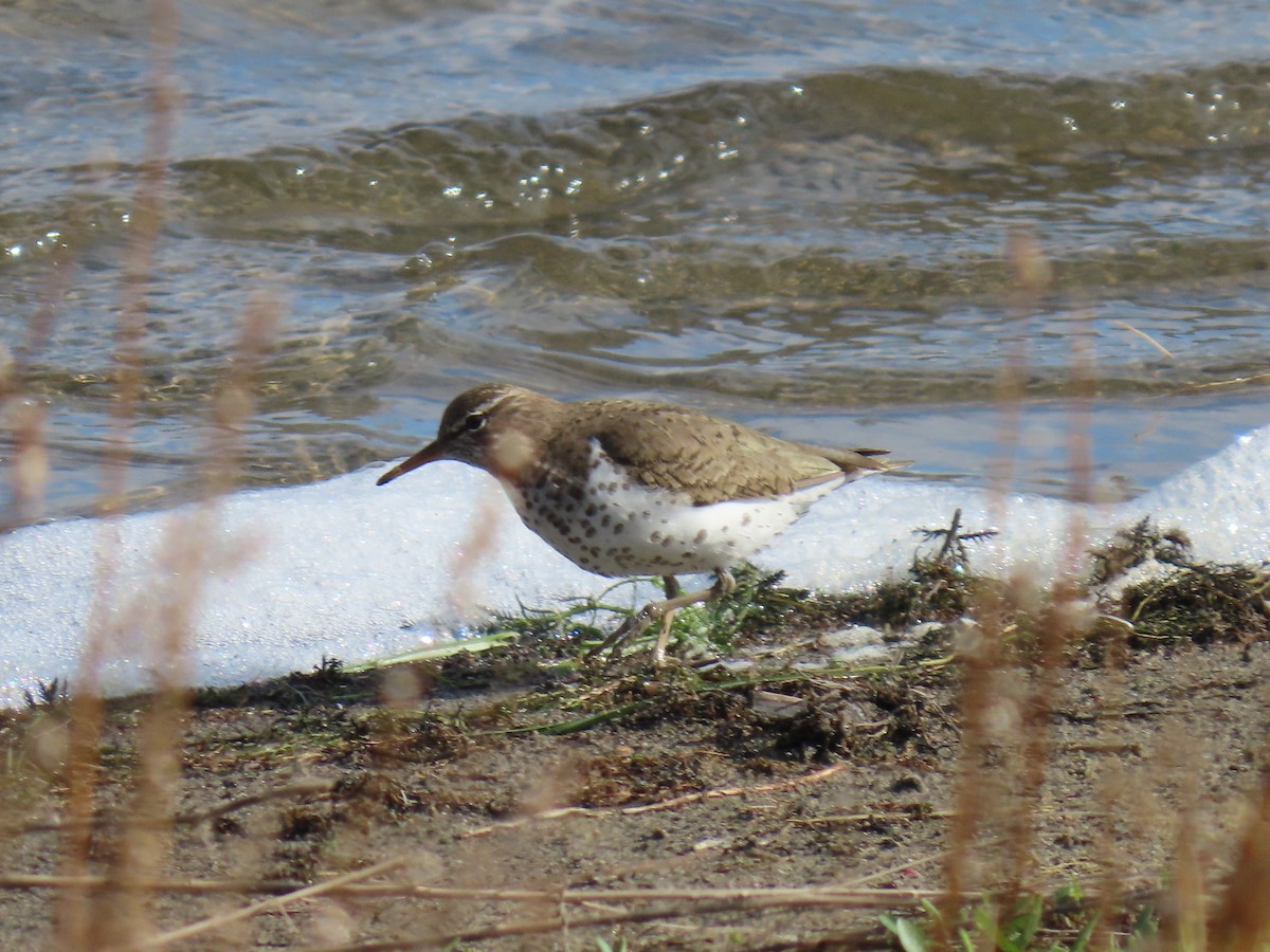 Spotted Sandpiper - ML658147166