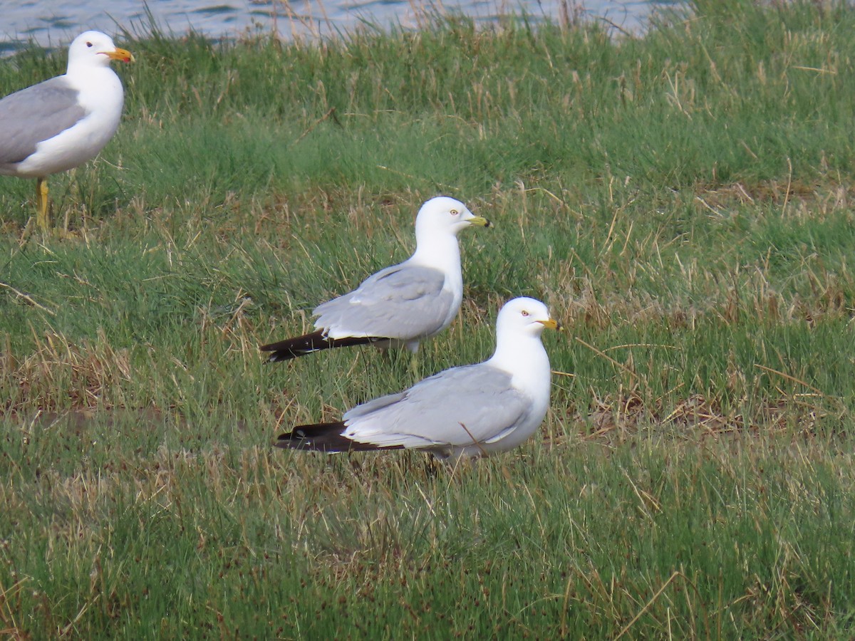 Ring-billed Gull - ML658147169