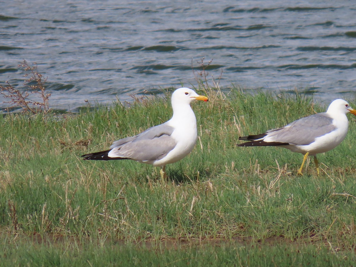 California Gull - ML658147171