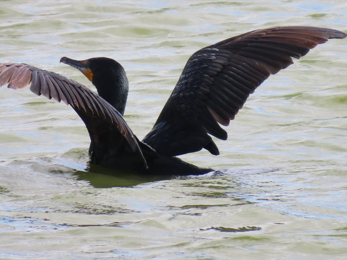 Double-crested Cormorant - ML658147181