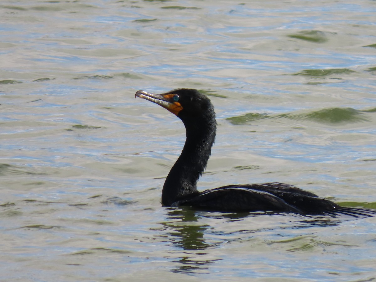 Double-crested Cormorant - ML658147182