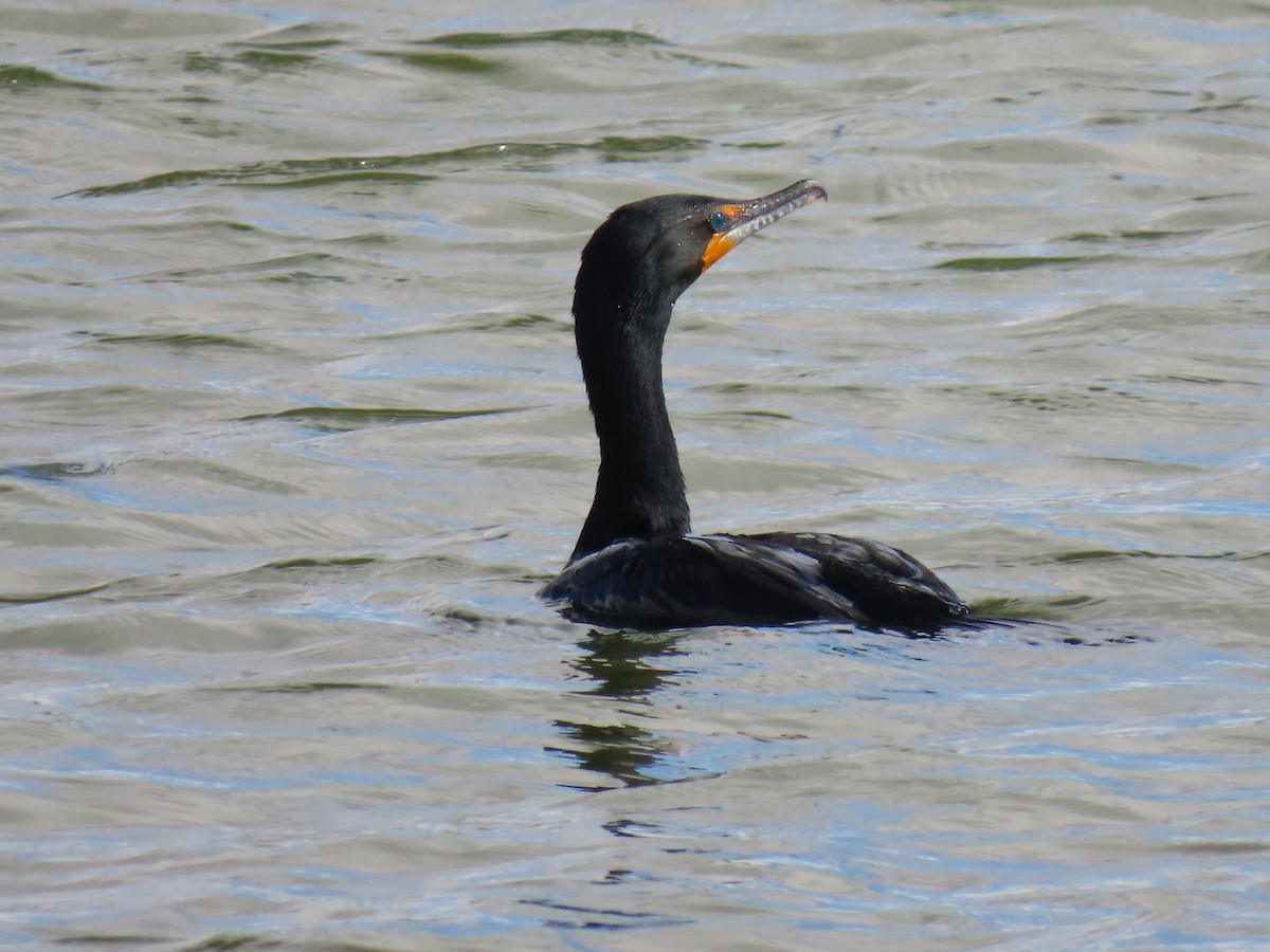 Double-crested Cormorant - ML658147183