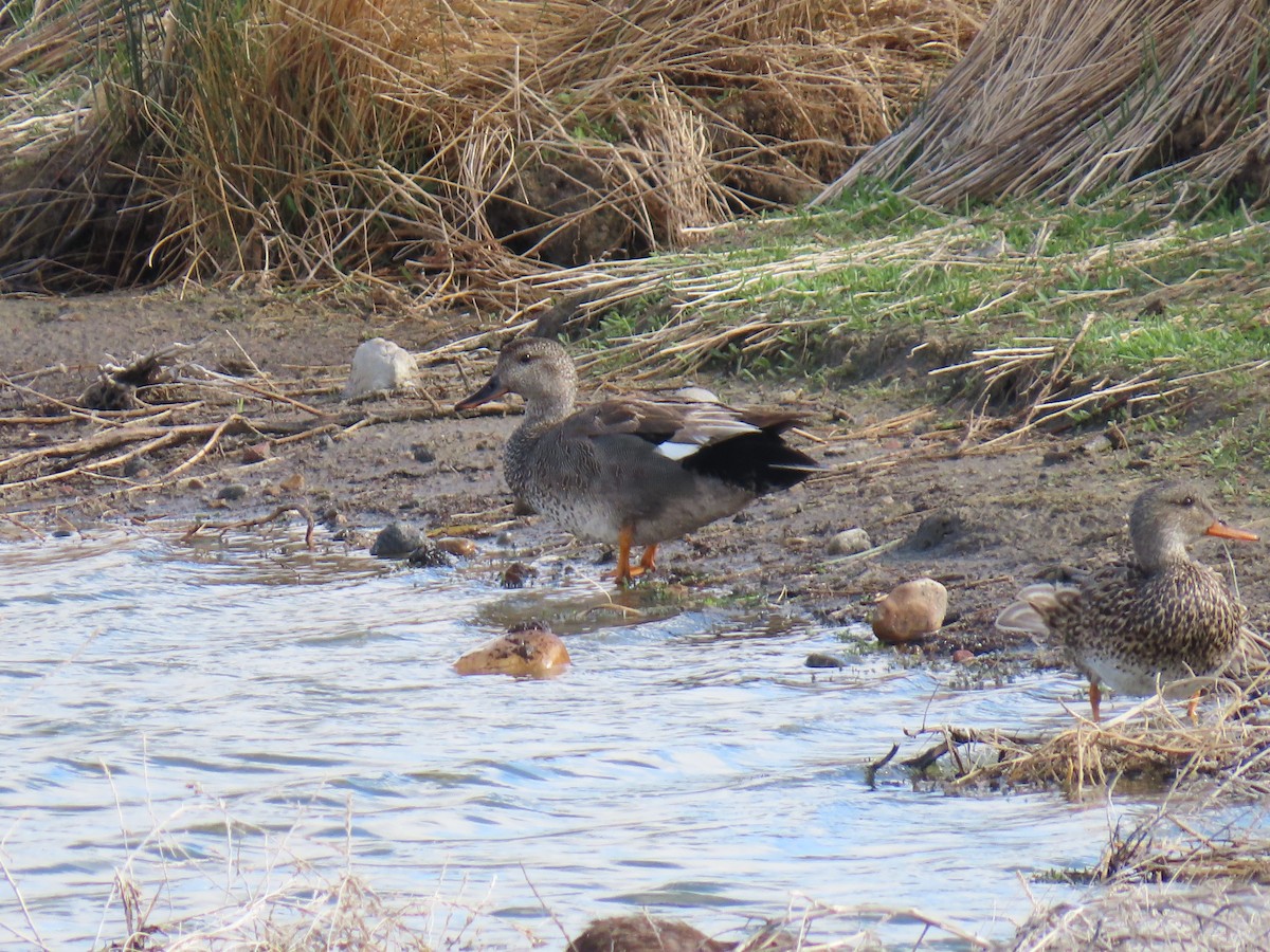 Gadwall - ML658147189