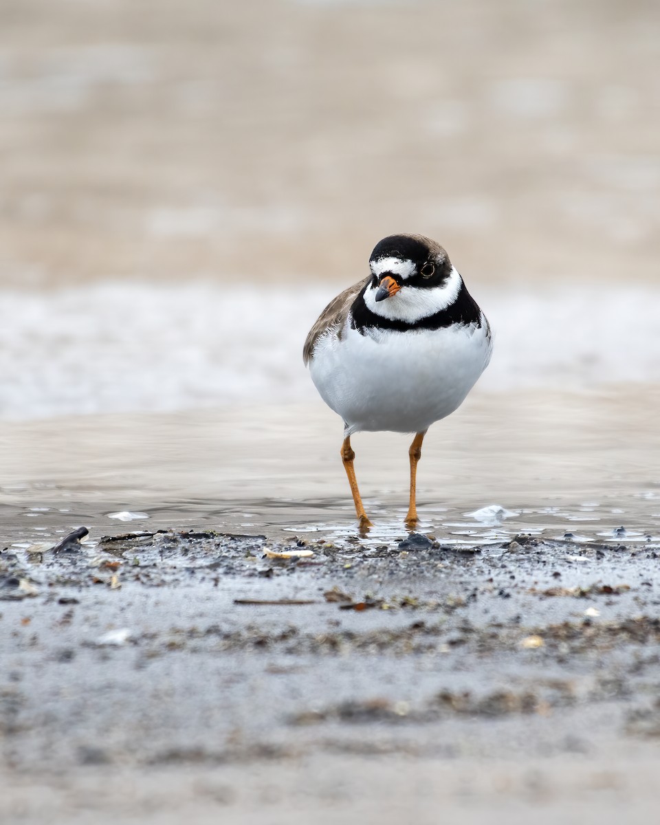 Semipalmated Plover - ML658147293