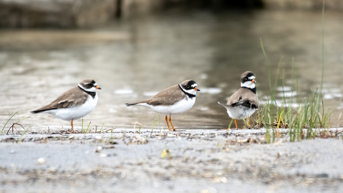 Semipalmated Plover - ML658147294