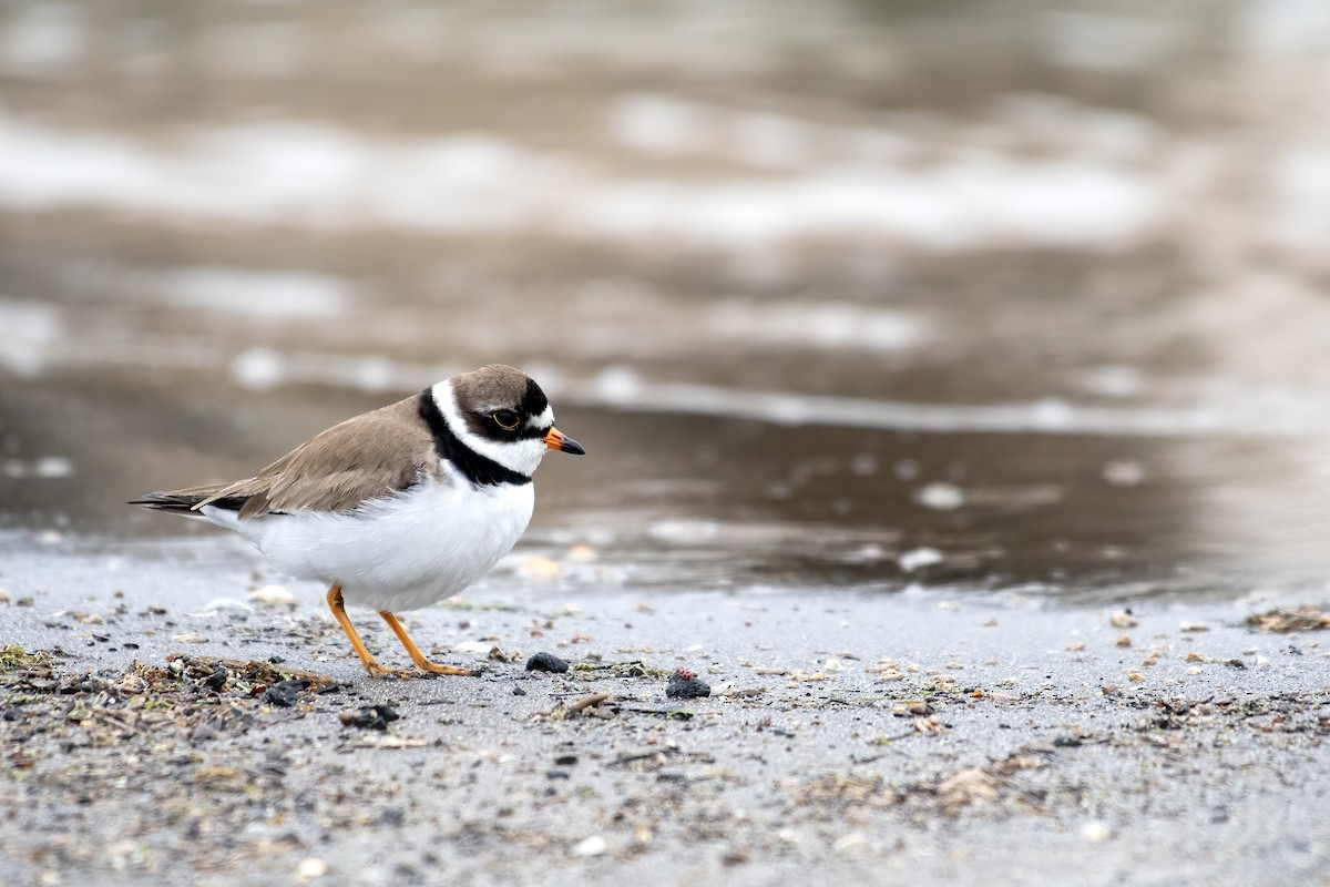 Semipalmated Plover - ML658147295