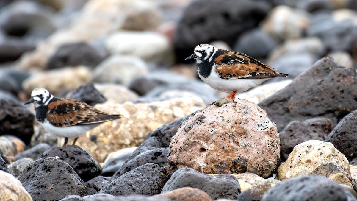Ruddy Turnstone - ML658147306