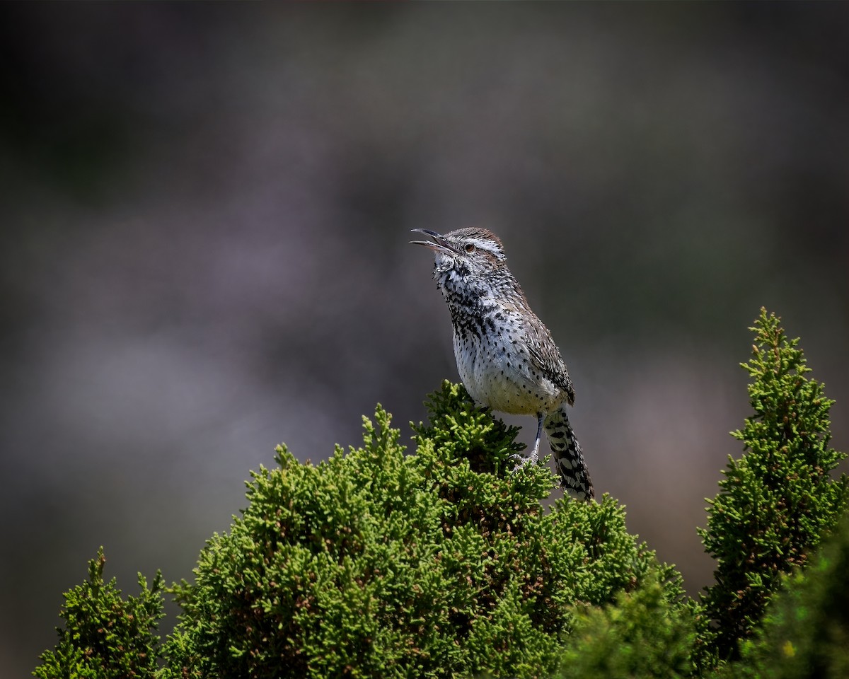 Cactus Wren - ML658147509