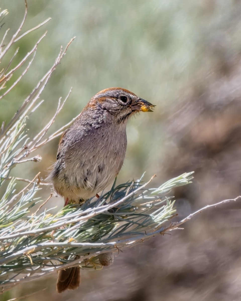 Rufous-crowned Sparrow - ML658147601