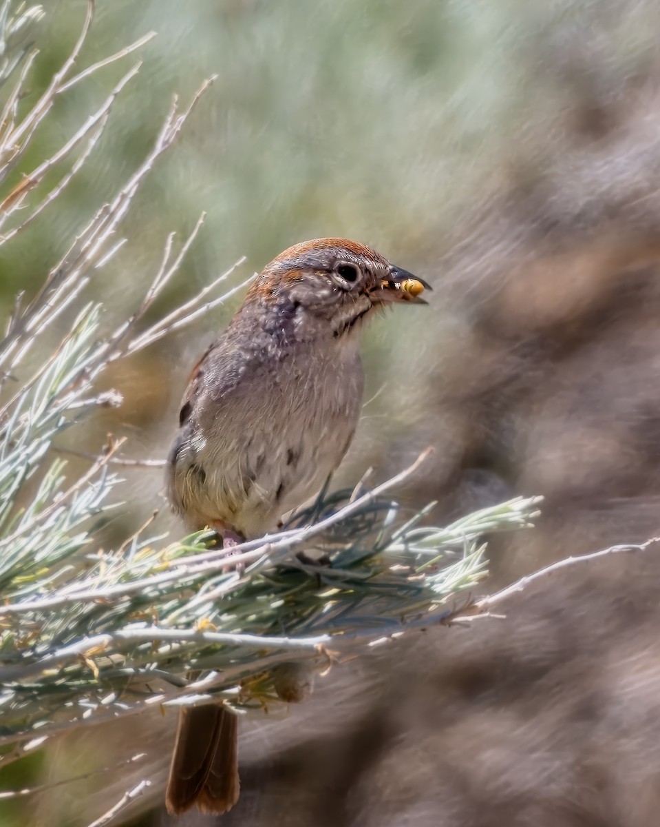 Rufous-crowned Sparrow - ML658147603
