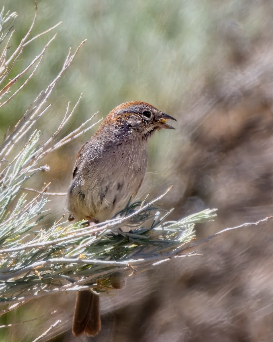 Rufous-crowned Sparrow - ML658147604