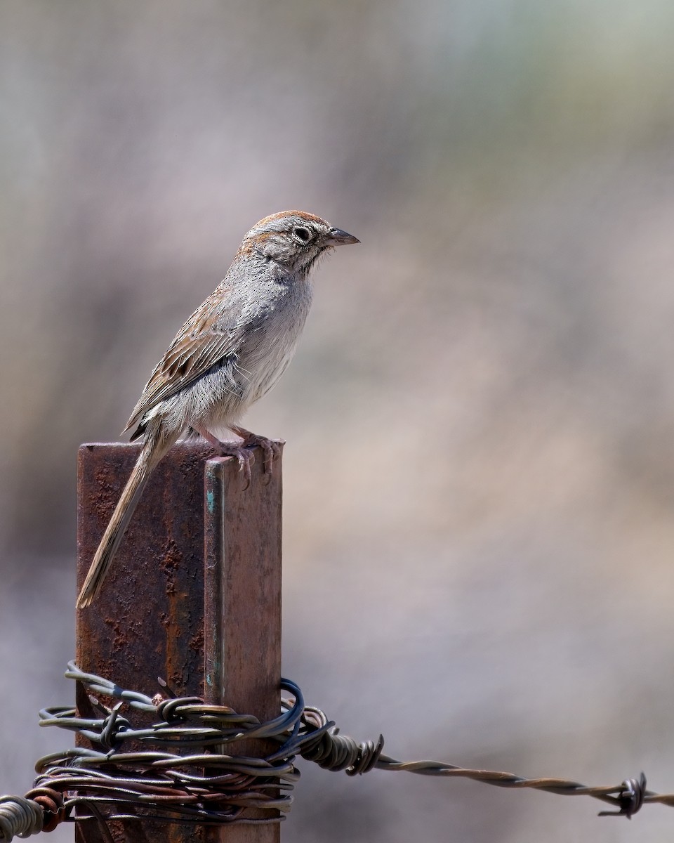 Rufous-crowned Sparrow - ML658147605