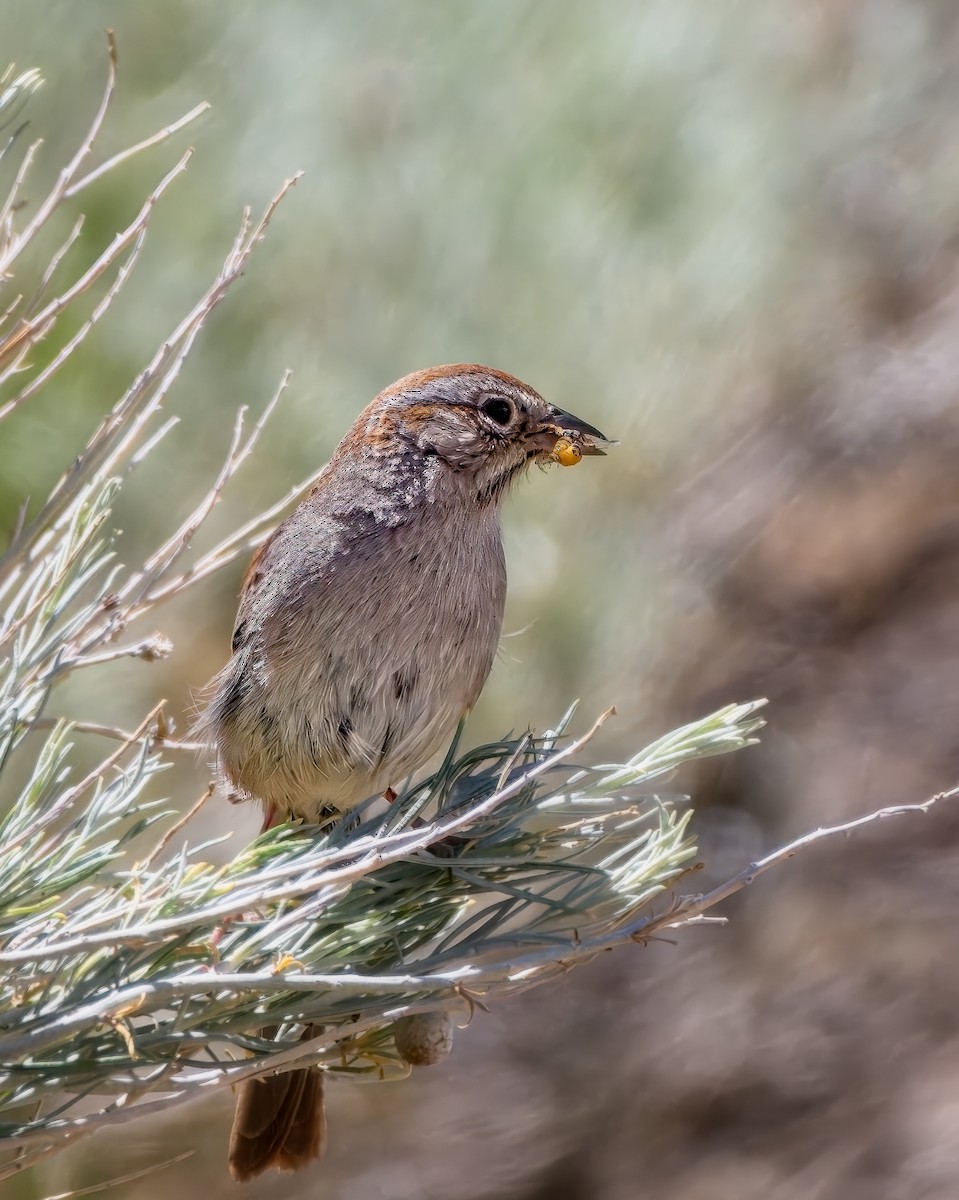 Rufous-crowned Sparrow - ML658147606