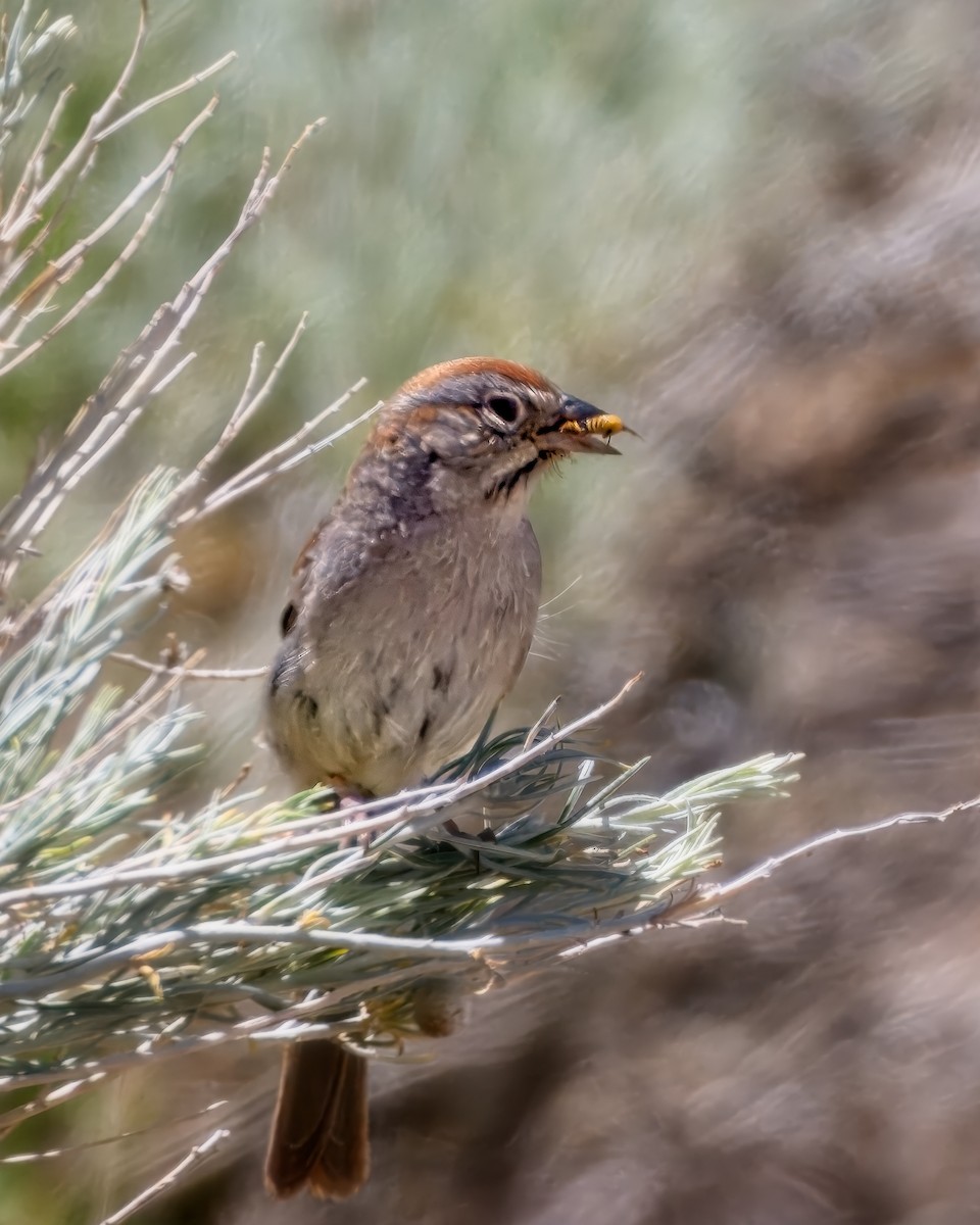 Rufous-crowned Sparrow - ML658147607