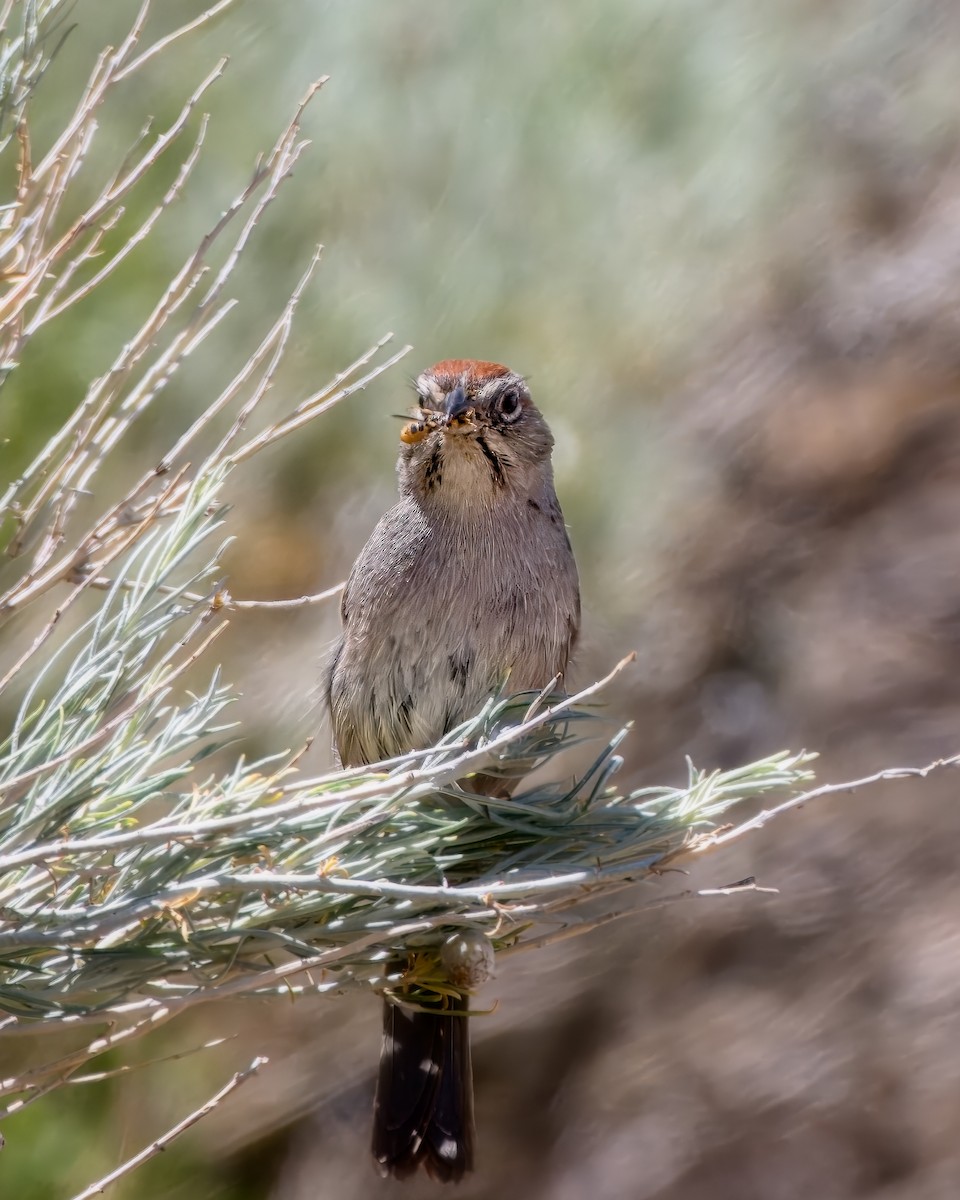 Rufous-crowned Sparrow - ML658147608